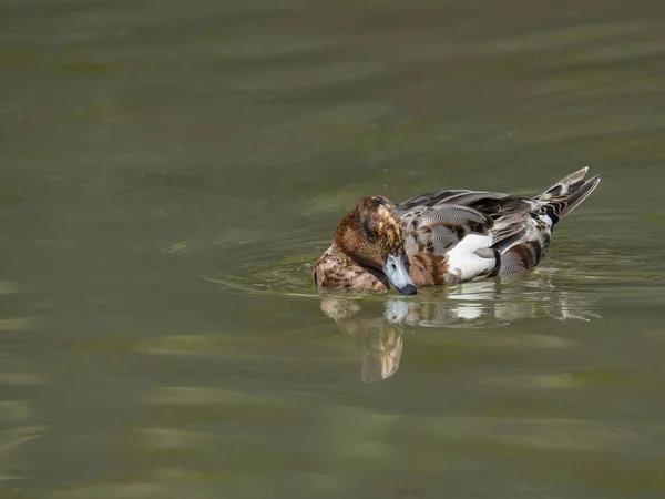 Dendrocygna Ente Schwimmt Späten Nachmittag Ruhig Teich — Stockfoto