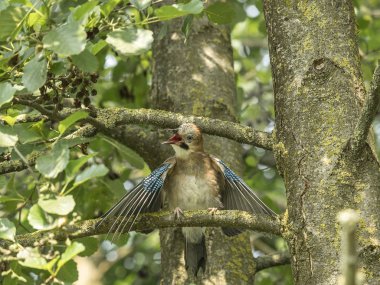 Piedmont ormanın içinde büyük bir ağaç dalı tünemiş bir sinir bozucu jay (Garrulus glandarius)