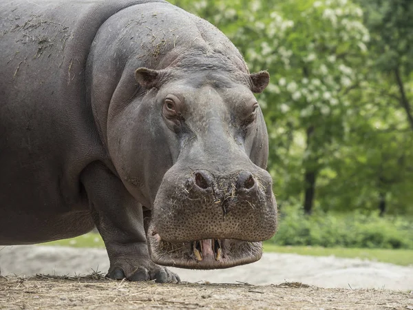 Hipopótamo Primeiro Plano Com Contato Visual Enquanto Avança Chão — Fotografia de Stock