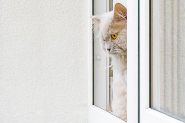 Gri kedi pencereden dışarı bakıyor. Kedi bir pencere pervazına bir pencerede. Ev hayatım arıyorsunuz