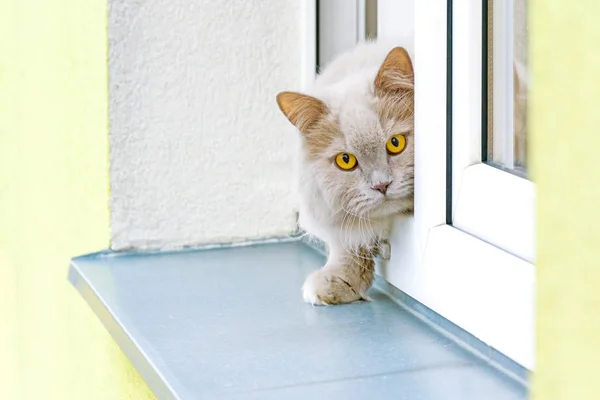 Gri kedi pencereden dışarı bakıyor. Kedi bir pencere pervazına bir pencerede. Ev hayatım arıyorsunuz