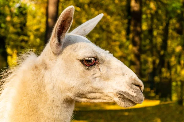 Retrato Lama Blanco Domesticado Vida Granja Lama Glama —  Fotos de Stock