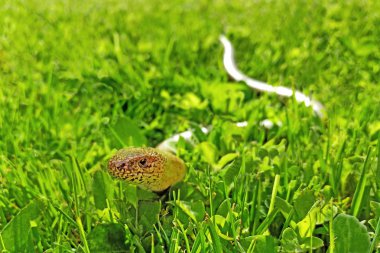 Yeşil çim tarama yavaş bir solucan. Anguis fragilis çimenli bahçede. Çek Cumhuriyeti'nde korumalı hayvanlar.