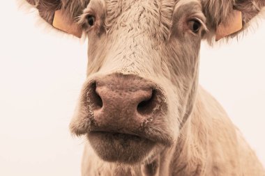 Beyaz sabah sonbahar siste otlatma üzerinde inek. İnekler bir sonbahar çayır üzerinde otlatmak. Çek Cumhuriyeti'nde hayvancılık. Latince Adı bos primigenius Toros. Katliam için yetiştirilen ineklerin.