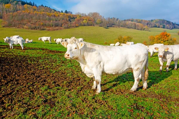 White cow on pasture on a sunny autumn day. Cows graze on an autumn morning. Cattle breeding in the Czech Republic. Latin name bos primigenius taurus. Cows reared for slaughter.