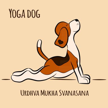 Cartoon dog shows yoga pose Urdhva Mukha Svanasana - Upward Facing Dog. Vector illustration clipart