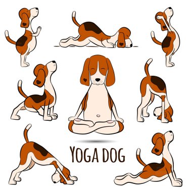 İzole karikatür komik köpek beagle Yoga pozisyon yapıyor. Surya Namaskara. San selamlama. Beagle vektör çizim