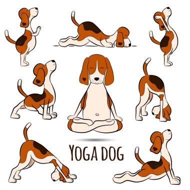 Isolated cartoon funny dog beagle doing yoga position. Surya Namaskara. San Salutation. Beagle vector illustration clipart