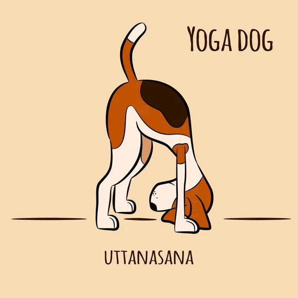 卡通狗显示瑜伽姿势站立体前屈 站立前屈式 San 的称呼 比格犬矢量图 — 图库矢量图片