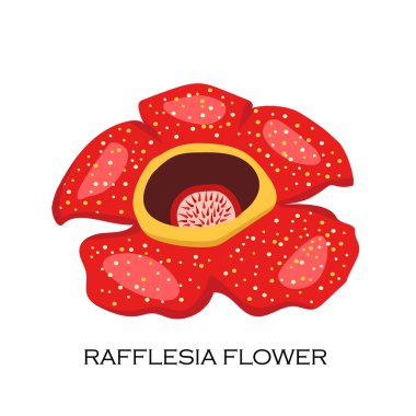 Ceset çiçek (Rafflesia arnoldii). Wolrd en büyük çiçek. Malezya sembolü. Vektör çizim 