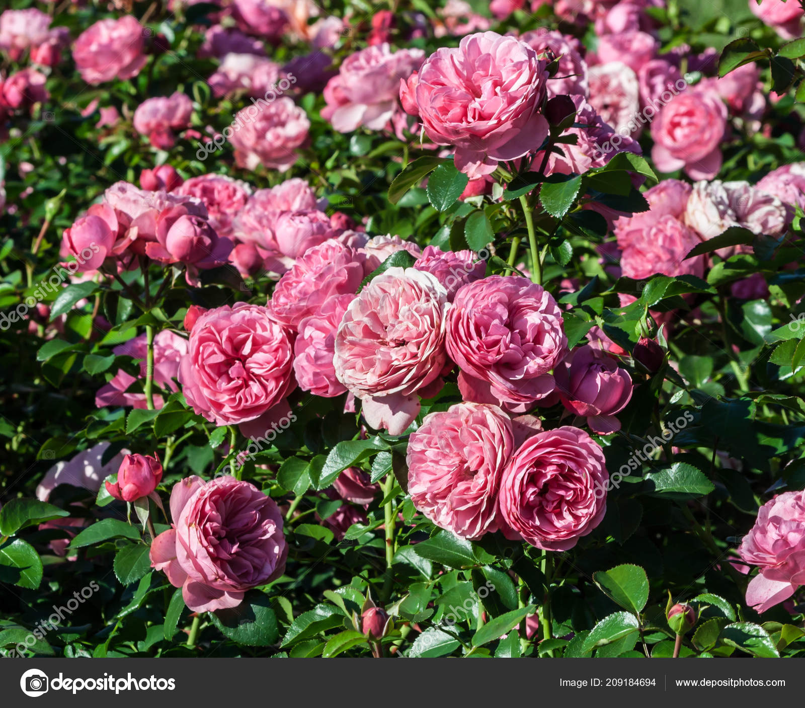 Rose Leonardo Vinci Lot Shrubs Large Double Flowers Roses Pink Stock Photo  by ©EvaHeaven2018 209184694