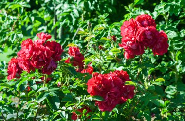 gül hansaland üç büyük yeşil bush kırmızı gül çiçek, Güneş ile bitki aydınlatan, bahçede büyür