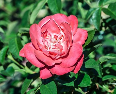 gül heimatmelodie bir büyük mat pembe çiçek Bahçe, parlak yeşil yaprakları ve güzel çiçekler büyüyen fotoğraf, tam Bloom, 
