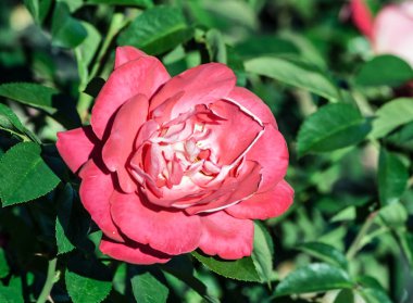 gül heimatmelodie bir büyük mat pembe çiçek Bahçe, parlak yeşil yaprakları ve güzel çiçekler büyüyen fotoğraf, tam Bloom, 