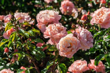 gül marie curie güzel formu, dalgalı yaprakları ve yaprakları, pembe dış yaprakları ve kayısı renkli Merkezi, Bahçe, parlak yeşil yaprakları ve güzel çiçekler, güneşli büyüyen sivri uçları ile