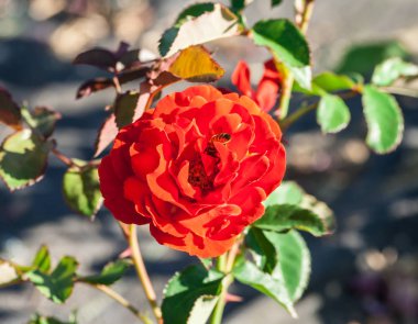 Gül belfast şehir bir parlak kırmızı-turuncu çiçek, bitki Bahçe, yaz, yaz günü, güçlü yeşil yaprakları, gül tam Bloom, güneşli büyür, 