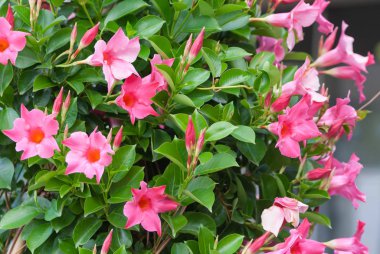 Apocynaceae mandevilla sanderi rosea, güzel pembe çiçekler bluebells turuncu bir çekirdek ile şeklinde ve ince tomurcukları yoğun yeşil bir arka plan üzerinde bir bitkinin yeşil yaprakları, taze yeşillik temiz. 