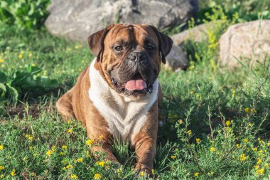 köpek Alman boksör kahverengi çizgili, çim üzerinde yalan, güneş ışığı hayvan aydınlatan, kameraya, arka plan büyük gri taş, beyaz göğüs görünüyor ve uzun kulakları, açık ağız