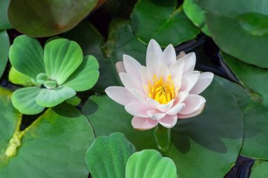 beyaz ve pembe su, su bitkileri çevrili bir sarı lotus çekirdek ile güneş ışığı yanar bitki, yaz aylarında güzel bir çiçek,