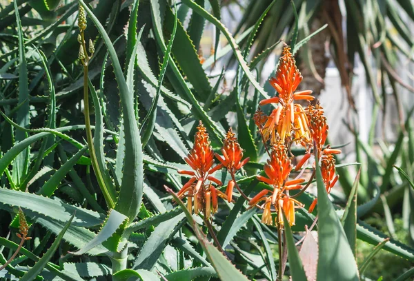 Aloe Elgonica Bushes Garden Full Bloom Orange Red Flowers Long — Stock Photo, Image