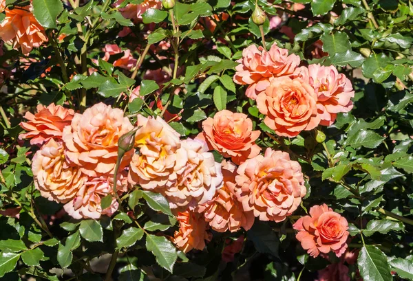 Roses Lambada Buissons Grandes Fleurs Bourgeons Orange Demi Éponge Lumineux — Photo
