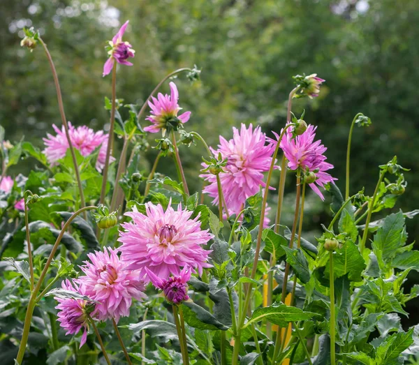 asteraceae dahlia cultorum sweet dreams, flower of aster pink and purple shade in full bloom against the background of green trees, many flowers and buds, summer, early August, growing in the garden