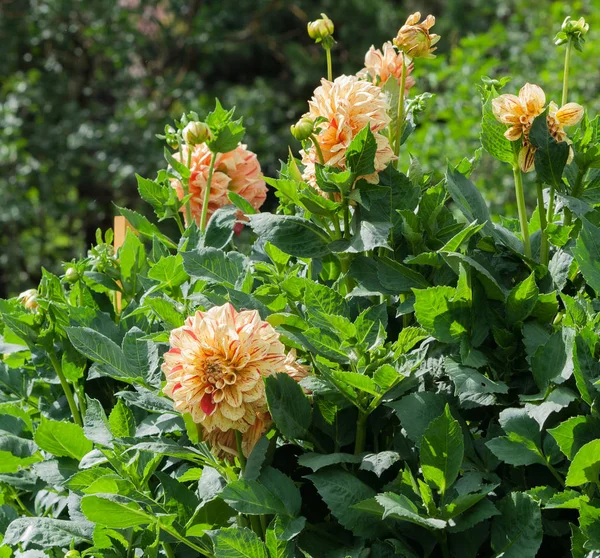 Asteraceae Dahlia Cultorum Grade Elijah Mason Orange Red Flowers Asters — Stock Photo, Image