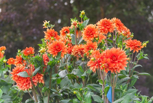 Asteraceae Dahlia Cultorum Grade Mrs Eileen Profuse Showy Vibrant Orange — Stock Photo, Image
