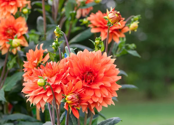 Asteraceae Dahlia Cultorum Grade Mrs Eileen Profuse Showy Vibrant Orange — Stock Photo, Image
