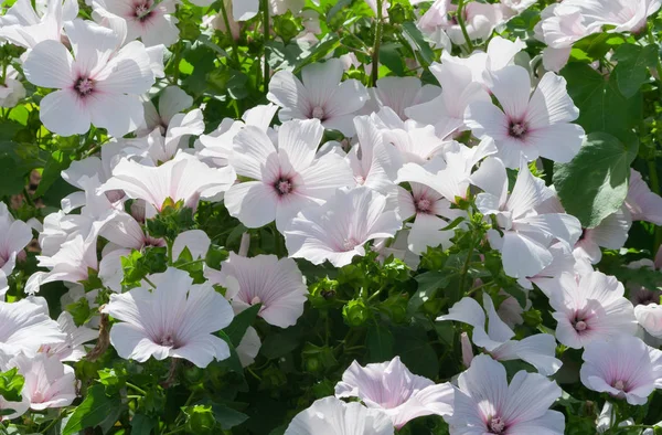 lavatera white Dwarf Pink Blush beautiful white flowers with pink stripes from the core, a large bush in full bloom, the plant is lit by the sun, thin light green foliage,