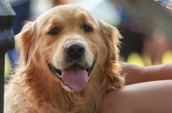 Portrait Golden Retriever Assis Près Des Jambes Une Fille Jour — Photo