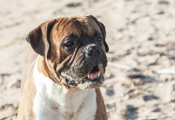 Портрет Немецкой Собаки Боксера Пляже Заднем Плане Легкий Песок Солнечный — стоковое фото