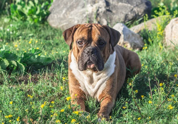 Chien Est Boxeur Allemand Brun Avec Des Rayures Allonge Sur — Photo