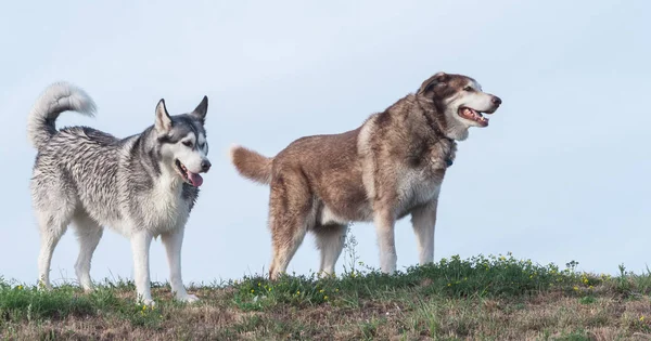 Deux Chiens Adultes Alaskan Malamute Husky Sibérien Vont Contre Ciel — Photo