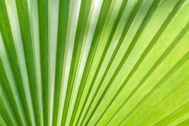 bir arka plan, hafif bir doku bazı gölge üst ve yan, güneşli bir tropikal bitki olarak yeşil palmiye yaprak parçası