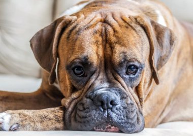 bir genç erkek cins Alman boksör yakın çekim, parlak fotoğraf, güzel köpek portresi, akıllı kamera, kahverengi renk içine göz uzun kulaklar, yalan, dinlenme,