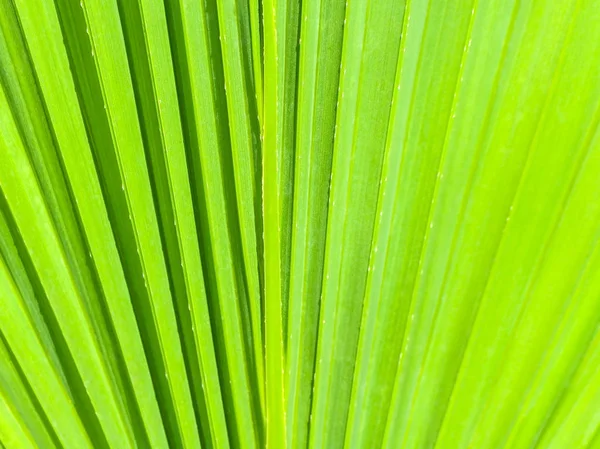 Partie Une Feuille Palmier Vert Comme Fond Une Texture Légère — Photo