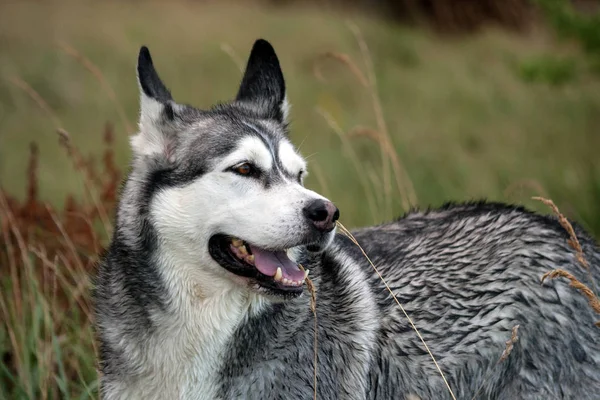 Крупным Планом Портрет Собаки Аляскинской Породы Маламут Переднем Плане Заднем — стоковое фото