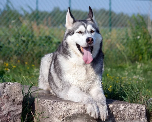 Portret Psa Alaskan Malamute Polega Dużych Kamieni Wokół Których Zielona — Zdjęcie stockowe