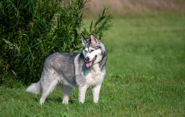 Retrato Perro Alaska Malamute Pleno Crecimiento Encuentra Cerca Arbusto Verde —  Fotos de Stock