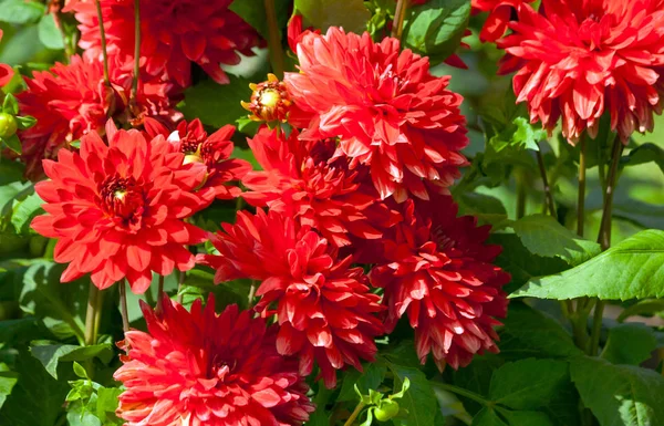 Asteraceae Dahlia Cultorum Ярко Красный Белыми Полосками Концах Лепестков Много — стоковое фото