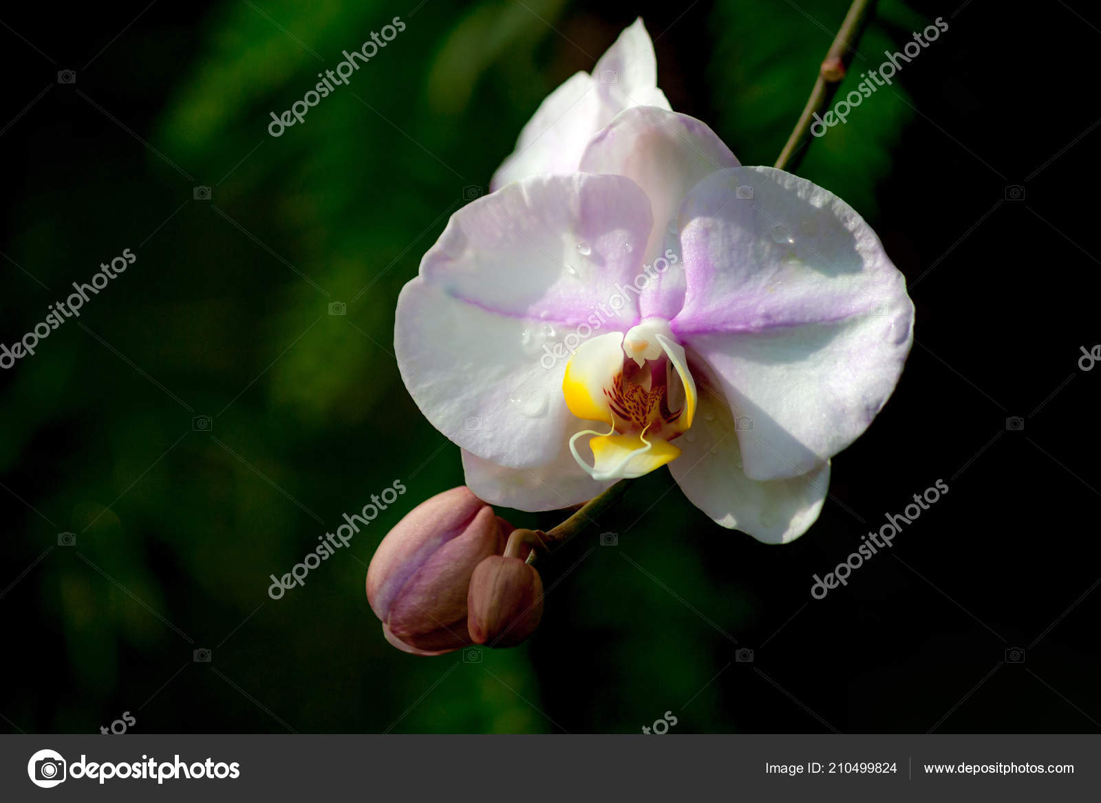 Une Fleur Orchidée Blanche Avec Une Teinte Rose Coeur Jaune
