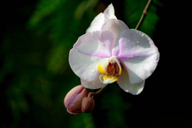 pembe bir renk tonu ve sarı bir çekirdek, bir çiçek bir damla su, yeşil yapraklar, güneş ışığı ile siyah bir arka plan ile bir beyaz orkide çiçek