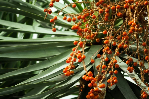 Dracaena Draco Teil Eines Baumes Mit Orangefarbenen Kleinen Beeren Viele — Stockfoto