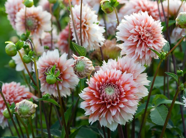 Lot Chrysanthemums White Medium Size White Petals Red Orange Pink — Stock Photo, Image