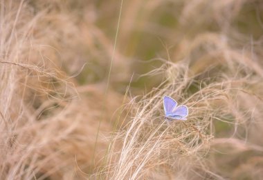 küçük bir mavi-leylak kelebek bir bukleler şekli vardır bir kuru ot üzerinde oturur, bir fotoğraf çimen, açık yeşil bir bıçak tarafından iki bölüme ayrılmıştır,