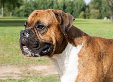 portre uzun kulaklar, tükürük, uzakta görünüyor, yakından bakın, hayvan kirli bir namlu ile köpek Alman boksör yaktı güneş, yeşil alan içinde belgili tanımlık geçmiş, kahverengi renk beyaz meme ile