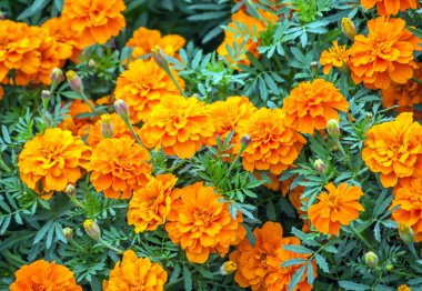 Tagetes, çiçek Bonanza'yı derin turuncu, sağlık ve uzun ömür, güzel ve parlak turuncu bitkiler yakın çekim, sembolü çeşitli doğada büyümek