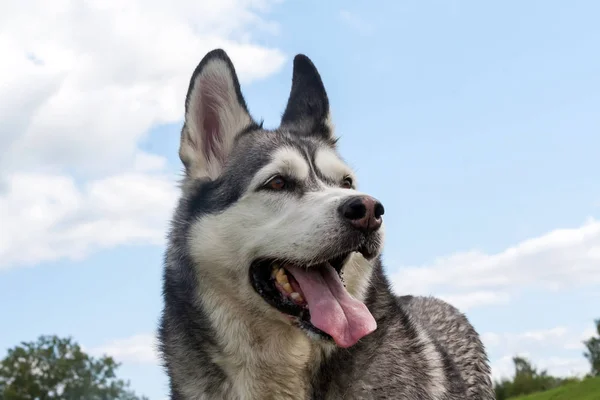 a dog of an Alaskan malamute breed, portrait, close-up of a muzzle against the sky and in the distance of green grass and a tree, looking away, portrait in three quarters and bottom