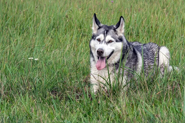 狗是阿拉斯加的阿拉斯加 一幅肖像 躺在高高的绿草上 一张肮脏的脸 鼻子在地上弄脏 一条肮脏的舌头被看见 老鼠在田野里打猎 — 图库照片